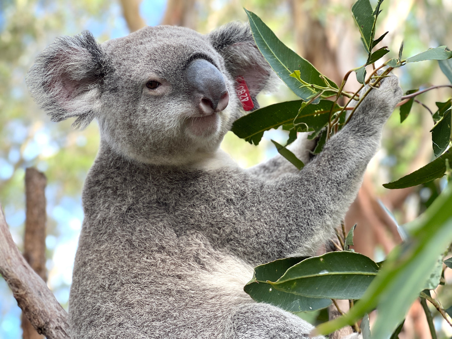 Evans Head CW enjoying gum leaves at Port Macquarie Koala Hospital