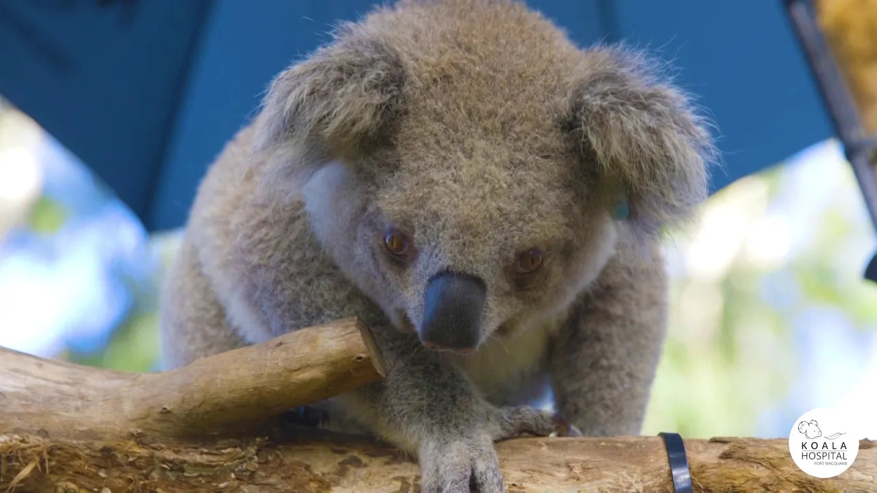 Load video: Welcome to the Port Macquarie Koala Hospital