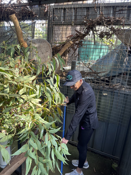 Koala Rehabilitation Practical Program