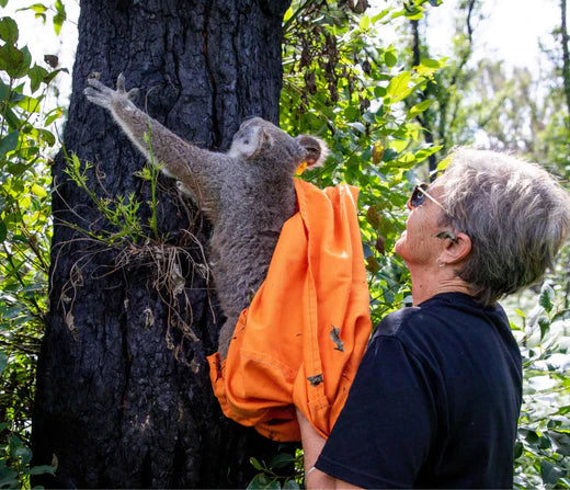 Volunteer Dedication Bolsters Koala Hospital Mission