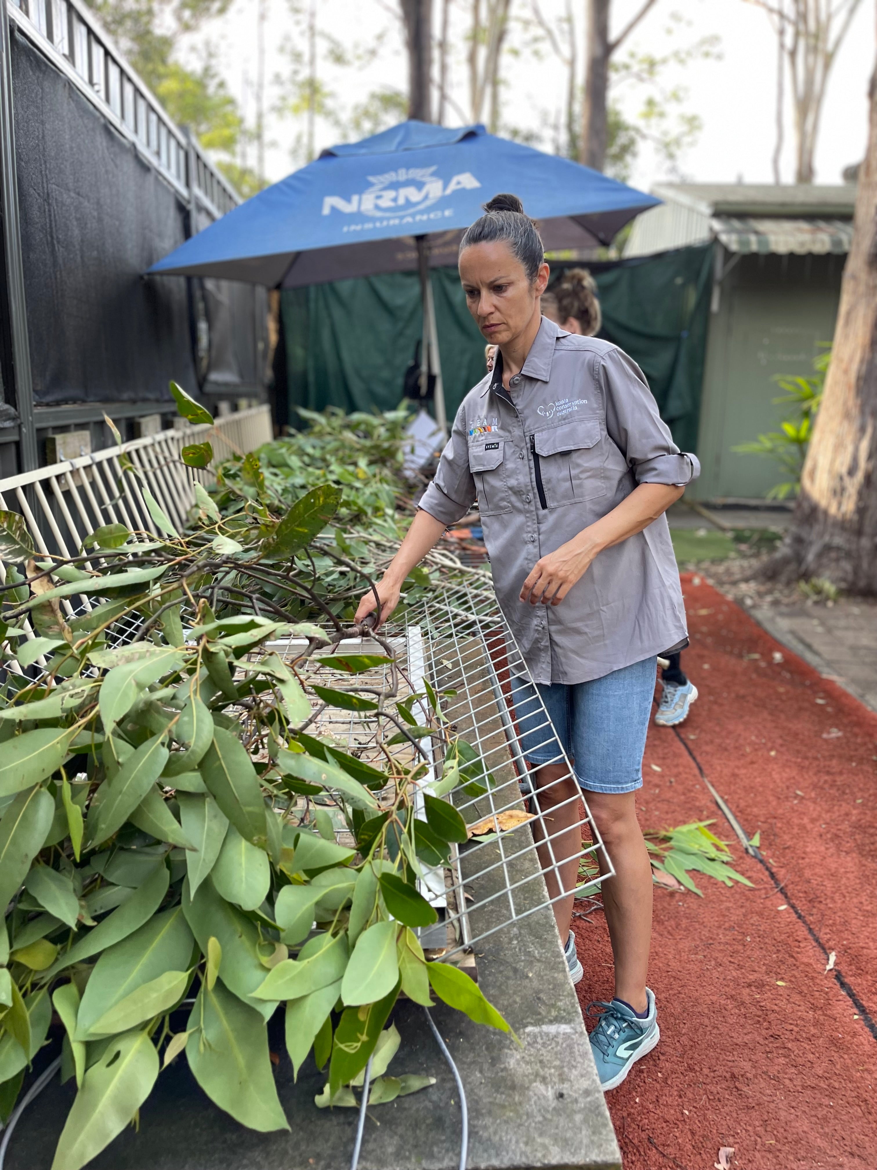 Koala Conservation Australia’s journey towards sustainability in leaf collection