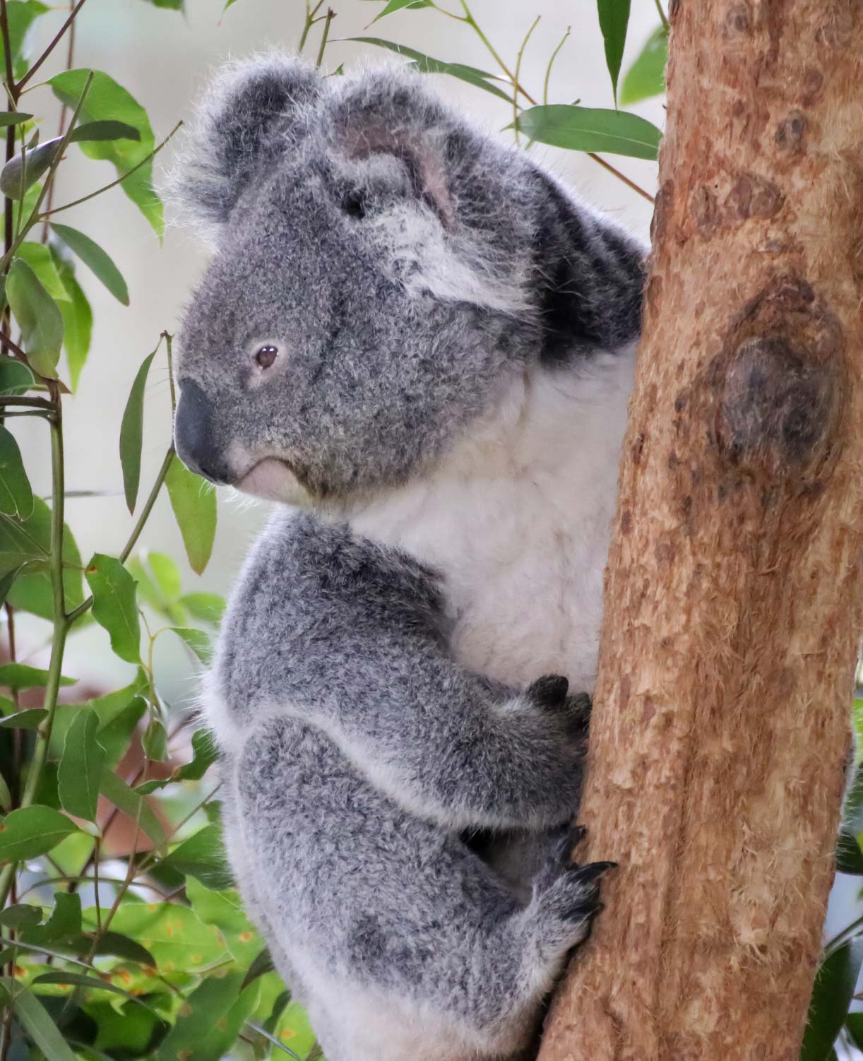 Our Koalas Need You!