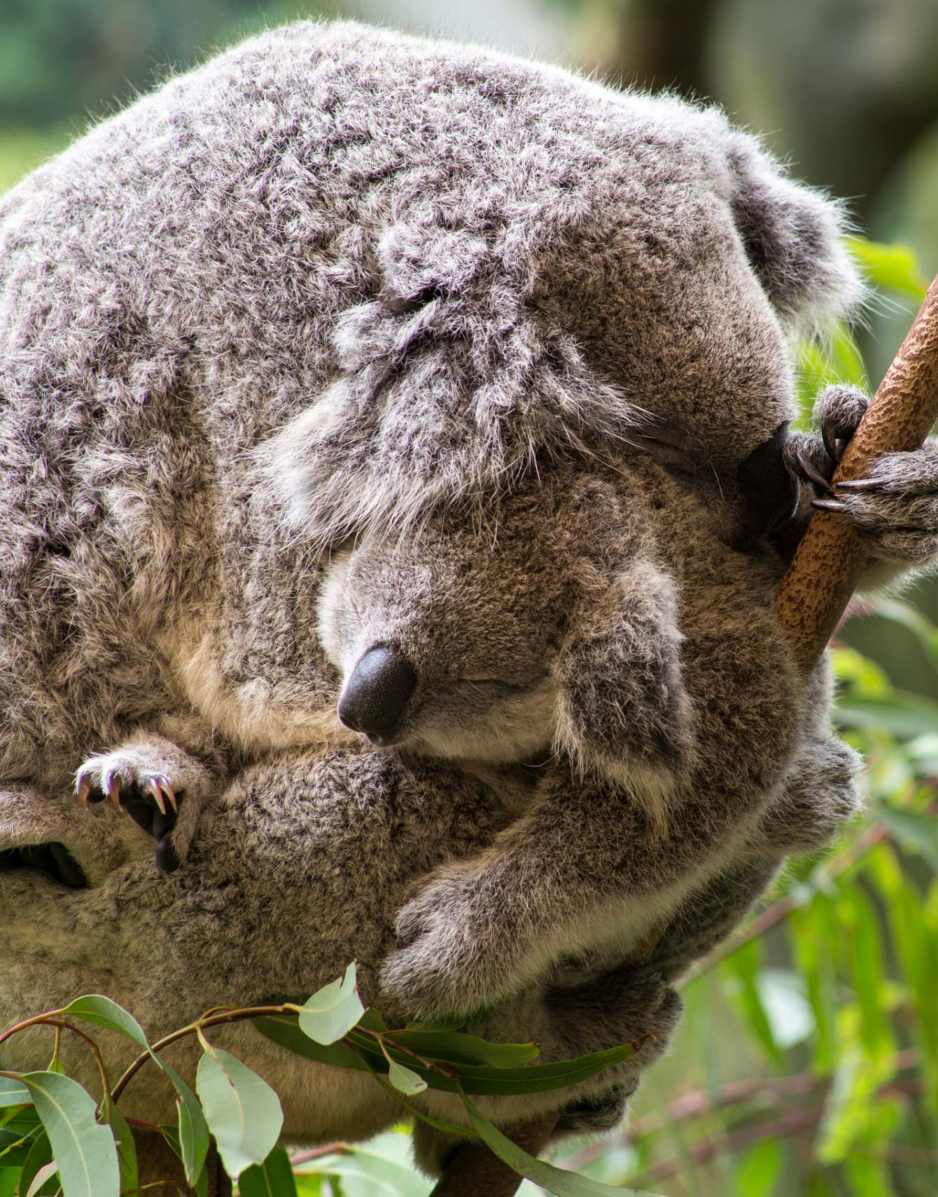 Koala Heroes