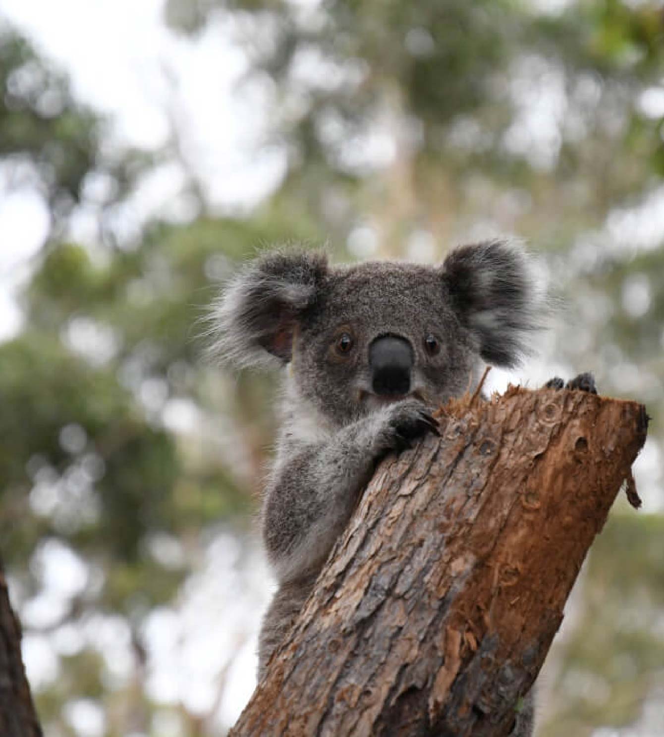 Saving the Iconic Koala -The crisis at hand