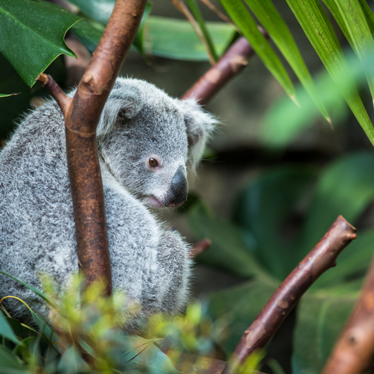 Wild Koala Day - Sunrise Guula Yoga - Friday 3 May @ 6am