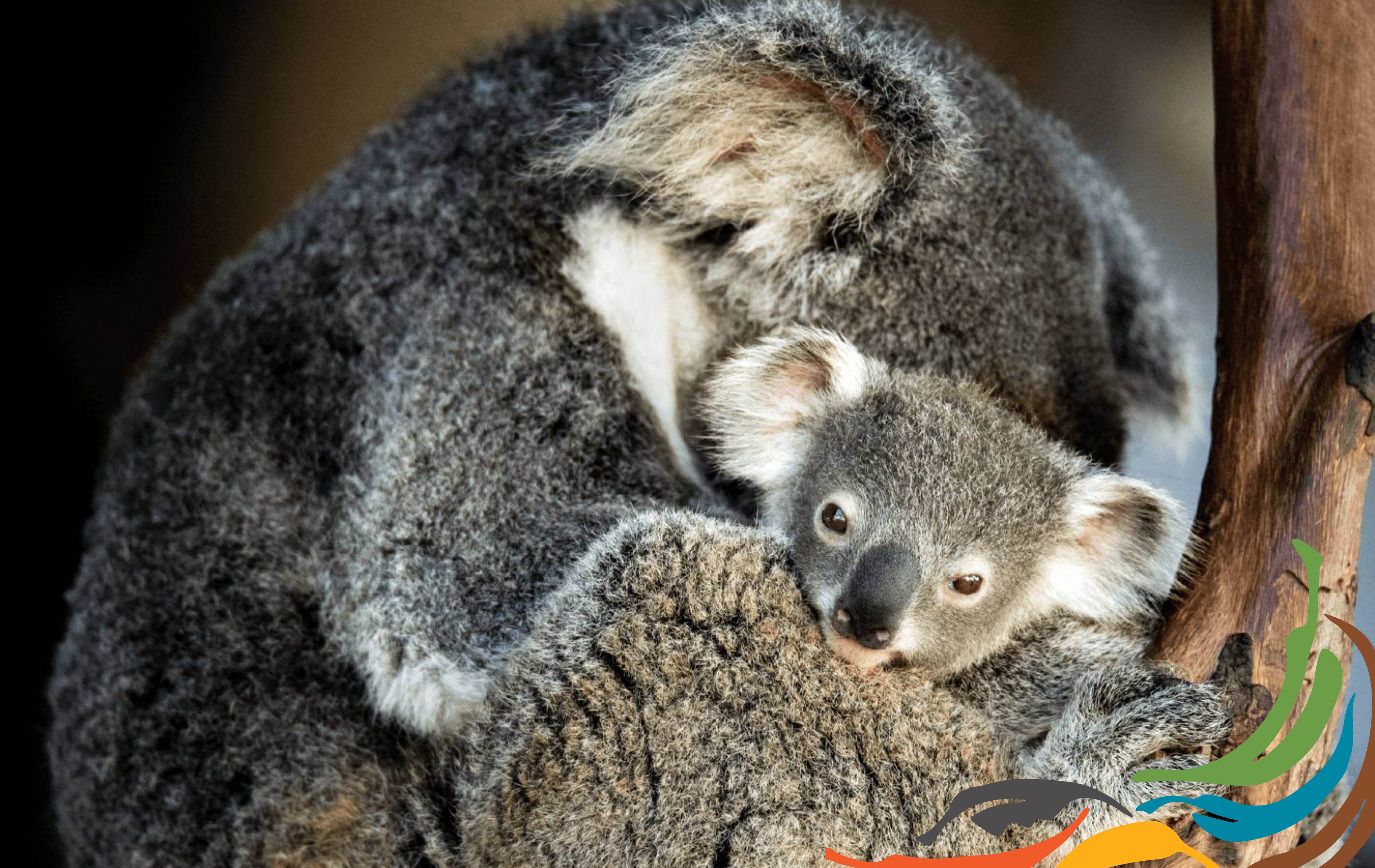 The Best Australian Souvenirs Small Koala Soft Toy - Bits of Australia