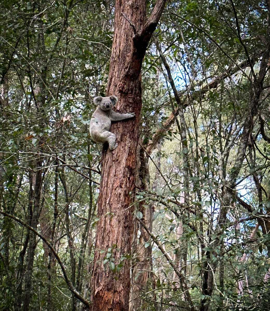 Koala Habitat Koala Hospital   KonTreeA 