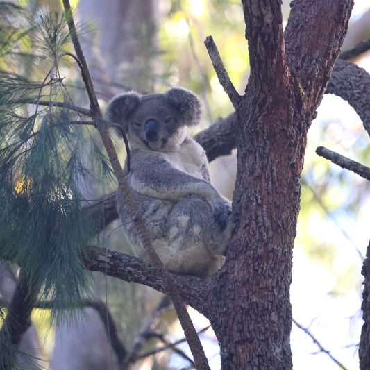 Wild Koala Breeding Champion