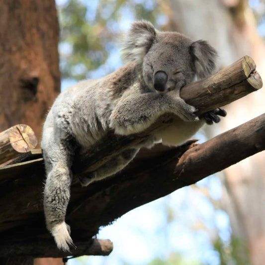 Koala Hospital Supporter