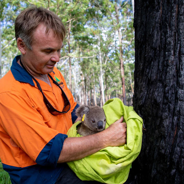 Koala