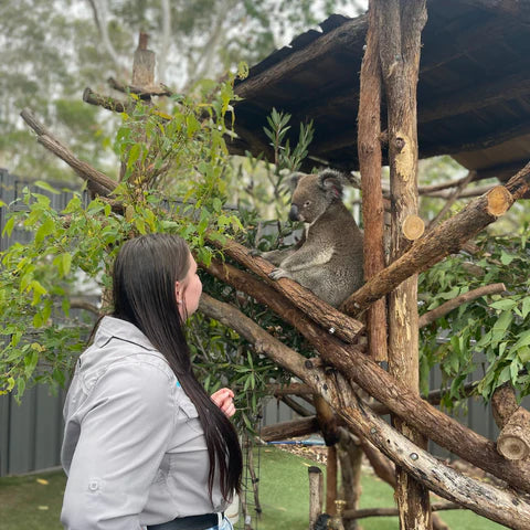 Join us on a Koala Quest - Guulaguba marrungbal baa djuyal
