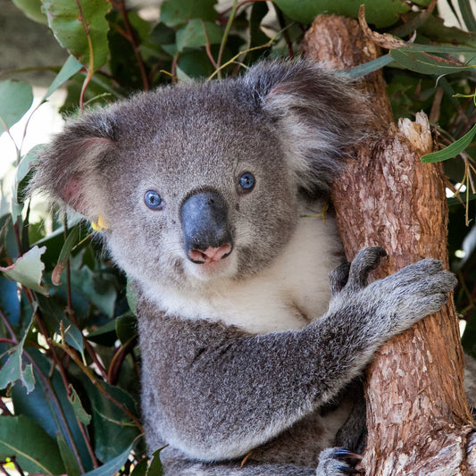 Friends of the Koala - Adopt a koala